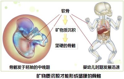微量元素检测仪厂家之锶对骨骼发育的神奇疗效?kaifa